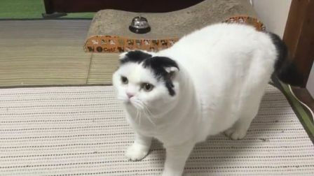 梳中分的大肥猫饿了向主人要吃的,主人告诉猫敲铃就开饭